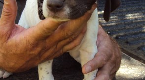 Matotoland Kennel Hpr gsp pup