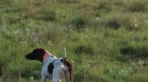 HPR GSP