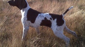 GSP HPR Dixie GERMAN Shorthair Pointer