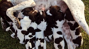 Matotoland Kennel Hpr gsp pup