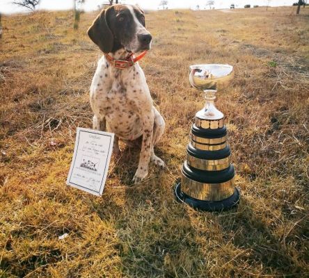 Matotoland Kennel Hpr gsp Bullet