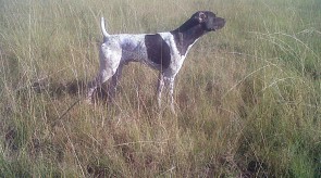 Matotoland Kennel Dollar US Imp